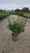 Elaeagnus ebbingei 'Compacta' (10L pot)