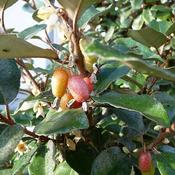 Eleaganus Ebbengii (2L)