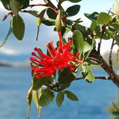 Embothrium Coccineum (2L pot)