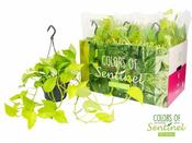 Epipremnum 'Golden Pothos' (15cm hanging pot)