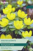 Eranthis Cilicica (8 bulbs) image