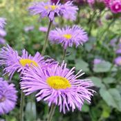 Erigeron karvinskianus 'Lavender Lady' (2L pot) image