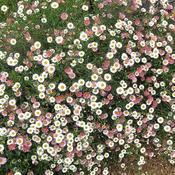 Erigeron karvinskianus (2L pot) image