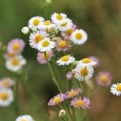 Erigeron karvinskianus 'Profusion' (2L pot)