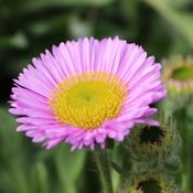 Erigeron 'Sea Breeze' (2L pot)
