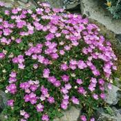 Erodium 'Bishops Form' (9cm pot)