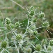 Eryngium planum 'Magical Silver Globe' (2L pot)