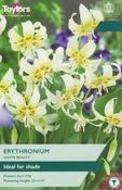 Erythronium White Beauty (2 bulbs)