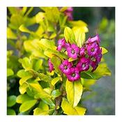 Escallonia 'Gold Brian' (3L pot)