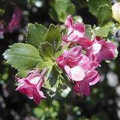 Escallonia Macrantha (3L pot) image