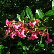 Escallonia 'Pink Elle' (3L pot)