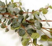 Eucalyptus Garland