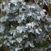 Eucalyptus Gunnii (20L pot)