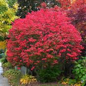 Euonymus alatus (3L pot) image