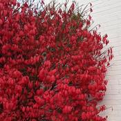 Euonymus alatus 'Compactus' (5L pot) image