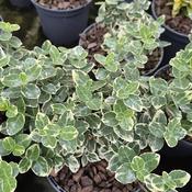 Euonymus fortunii 'Emerald Gaiety' (1L pot) image