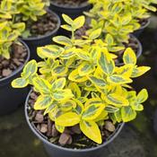 Euonymus fortunii 'Emerald n Gold' (1L pot) image