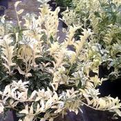 Euonymus fortunei 'Harlequin' (3L pot) image