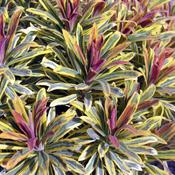 EUPHORBIA Ascot Rainbow (1L pot) image