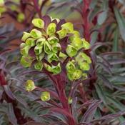 Euphorbia 'Miners Merlot' (2L pot)