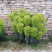 Euphorbia wulfenii (3L pot) image