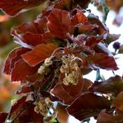 Fagus Atropurpurea (10L pot) image
