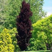 Fagus Sylvatica Dawycks Purple (15L pot)