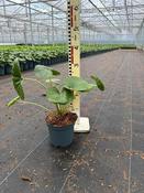Farfugium 'Giganteum' (3L pot) image