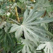 Fatsia japonica 'Spiders Web' (7.5L pot) image