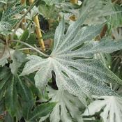 Fatsia 'Spider's Web' (4L pot) image