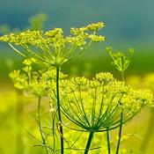 Fennel (9cm pot) image