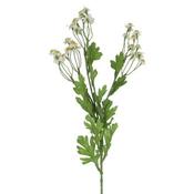 Feverfew Spray