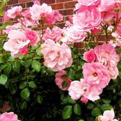 Flower Carpet Pink Standard (10L pot) image