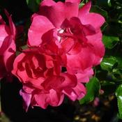 Flower Carpet Pink Supreme (3.5L pot)