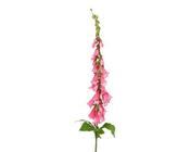 Foxglove Spray image