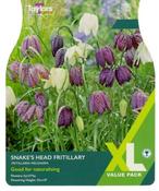 Fritillaria Meleagris XL (25 bulbs) image