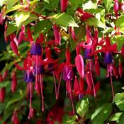 Fuchsia 'Genii' (2L pot) image