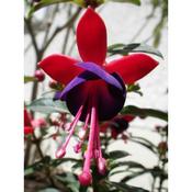 Fuchsia 'Mrs Popple' (2L pot) image