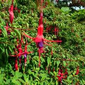 Fuchsia 'Ricartonnii' (3L pot)