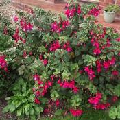 Fuchsia 'Riccartonii' (3L pot) image