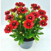 Gaillardia 'Guapa Red' (3L pot) image