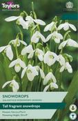 Galanthus Woronowii (10 bulbs) image