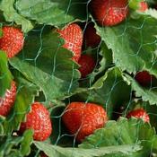 Garden Netting (15mm – 2 x 5m) image