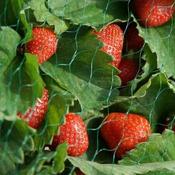 Garden Netting (15mm – 2 x 10m)
