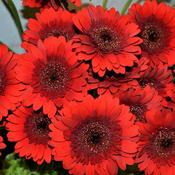 Garvinea 'Sweet Chili'® (2L pot) image