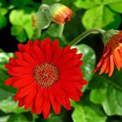 Garvinea 'Sweet Love' ® (2L pot)