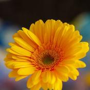 Garvinea 'Sweet Smile'® (2L pot)