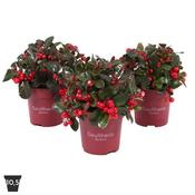 Gaultheria pr. 'Big Berry' (10.5cm pot)