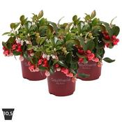 Gaultheria 'Big Berry'® (10.5cm pot) image