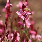 Gaura Gaudi 'Compact Pink' (3L pot)